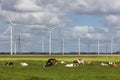 Dutch countryside in Groningen with cows, windturbines and power pylons