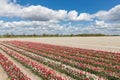 Dutch countryside with tulip show garden