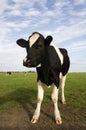 Dutch cow Royalty Free Stock Photo