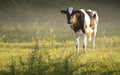 Holandský krava 