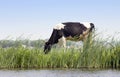 Dutch Cow Royalty Free Stock Photo