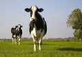 Dutch cow Royalty Free Stock Photo