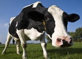 Dutch cow Royalty Free Stock Photo