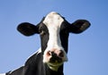 Dutch cow Royalty Free Stock Photo