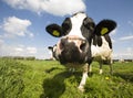 Dutch cow Royalty Free Stock Photo