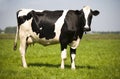 Dutch cow Royalty Free Stock Photo