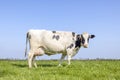 Dutch cow black and white, standing on green grass in a field in the Netherlands, side view, pink udder and nose, blue sky and Royalty Free Stock Photo