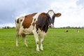 A Dutch cow in a green grass pasture in Sassenheim. Royalty Free Stock Photo