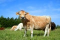 Dutch cow in Pasture 03 Royalty Free Stock Photo