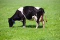 Dutch cow