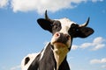 Dutch cow Royalty Free Stock Photo