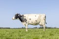 Dutch cow standing on green grass in a meadow, pasture and a blue sky, side view Royalty Free Stock Photo