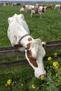 Dutch cow smells a field mustard flower Royalty Free Stock Photo