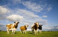 Dutch cows 1