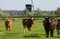 Dutch cows 2