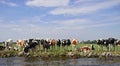 Dutch cows in afternoon sun Royalty Free Stock Photo