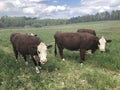 Dutch cows in a grass meadow in National Park De Meinweg, Limburg