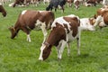 Dutch cows graze in the meadow in springtime