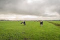 Dutch  cows grazing in the rain Royalty Free Stock Photo