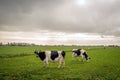 Dutch  cows grazing in the rain Royalty Free Stock Photo