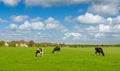 Dutch cows with green grassland in spring