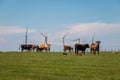 Dutch cows in an idyllic landscape