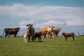 Dutch cows in an idyllic landscape