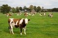 Dutch cows in a meadow field