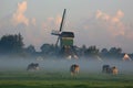 Dutch cows in morning fog Royalty Free Stock Photo