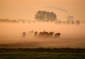 Dutch cows in morning fog Royalty Free Stock Photo