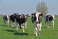 Dutch cows in morning sun Royalty Free Stock Photo