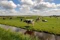 Dutch cows on the pasture, meadow, Netherlands