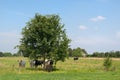 Dutch Cows Under Tree