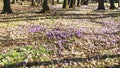 Dutch crocus (crocus vernus), morning in the forest Royalty Free Stock Photo