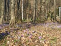 Dutch crocus (crocus vernus), morning in the forest Royalty Free Stock Photo