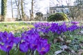 Dutch Crocus, Spring Crocus, Crocus vernus Royalty Free Stock Photo