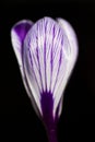 Dutch Crocus, Spring Crocus, Crocus vernus Royalty Free Stock Photo