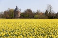 Dutch daffodils field Royalty Free Stock Photo