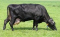 Dutch dairy cow grazing Royalty Free Stock Photo