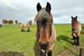 Dutch Draft Horses