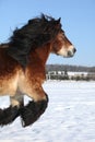 Dutch draught horse with long mane running in snow Royalty Free Stock Photo