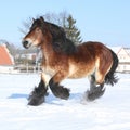 Dutch draught horse with long mane running in snow Royalty Free Stock Photo