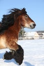 Dutch draught horse with long mane running in snow Royalty Free Stock Photo