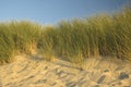 Dutch Dunes Royalty Free Stock Photo