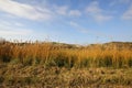 Dutch dunes dry red yellow grass background and blue sky