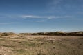 Dutch dunes with highland cows Petten Zwanenwater