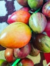 Dutch eggplant fruit is suitable for Indonesian chili sauce