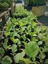 Dutch eggplant nursery ready for planting Royalty Free Stock Photo