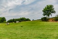 Dutch farm surrounded by fences with cows peacefully grazing with trees with green foliage in the background