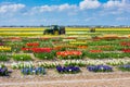 Dutch farmer with tractor driving through flower fields in spring